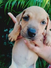 9 Puppies For Adoption - Mixed Breed Dog