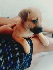 9 Puppies For Adoption - Mixed Breed Dog