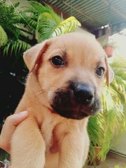 9 Puppies For Adoption - Mixed Breed Dog