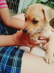 9 Puppies For Adoption - Mixed Breed Dog