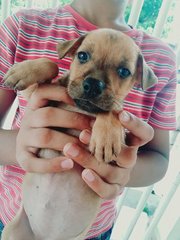 9 Puppies For Adoption - Mixed Breed Dog