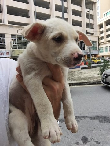 Female Puppies - 5 Months Old - Mixed Breed Dog