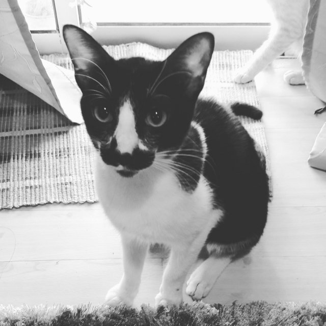 Zorro - Domestic Short Hair Cat