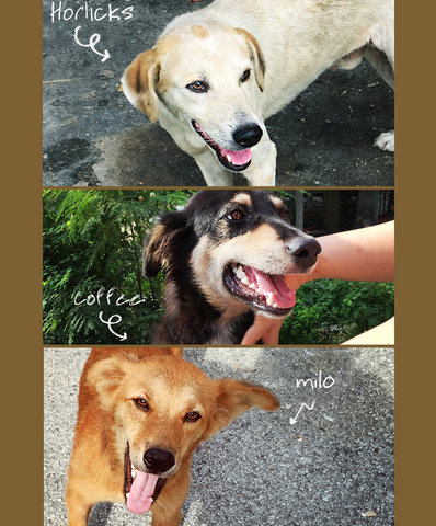 Horlicks, Kopi O &amp; Milo - Mixed Breed Dog