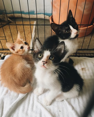 Moomoo, Galgal &amp; Kecik - Domestic Short Hair Cat