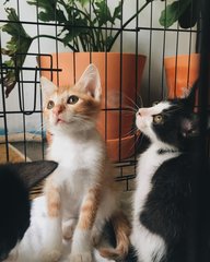 Moomoo, Galgal &amp; Kecik - Domestic Short Hair Cat