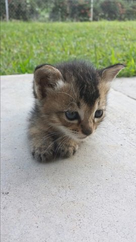 Luna - Domestic Medium Hair + Domestic Short Hair Cat