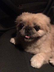 Shih Tsu/pekingese/mix Breed  - Pekingese + Shih Tzu Dog