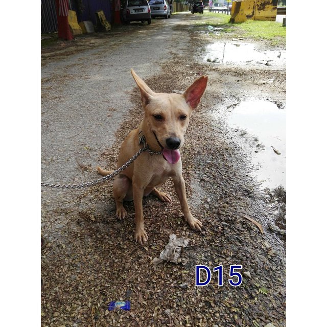 D15(041116) Clever,small Sized - Mixed Breed Dog