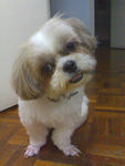 Wiwi - Shih Tzu Dog