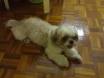 Wiwi - Shih Tzu Dog