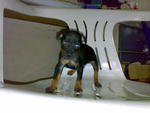 PF8037 - Miniature Pinscher Dog