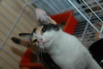 Adopted by Anna who stay in USJ15 Subang Jaya :),