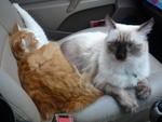 girl & ginger in my car