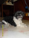 Angel - Shih Tzu Dog