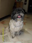 Angel - Shih Tzu Dog