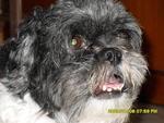 Angel - Shih Tzu Dog