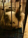 Ting Ting - Angora Rabbit Rabbit