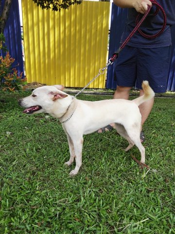 D129(240916)  - Mixed Breed Dog