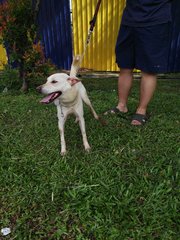 D129(240916)  - Mixed Breed Dog