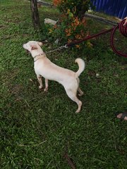 D129(240916)  - Mixed Breed Dog