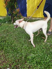 D129(240916)  - Mixed Breed Dog