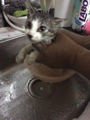 mandi meh, guna sabun basuh pinggan. hahaa tipu je, kita pakai sabun meow lahhh