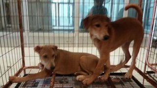 Golden And Ginger - Labrador Retriever Mix Dog