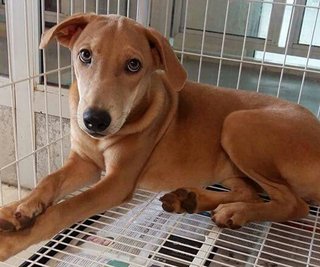 Golden And Ginger - Labrador Retriever Mix Dog