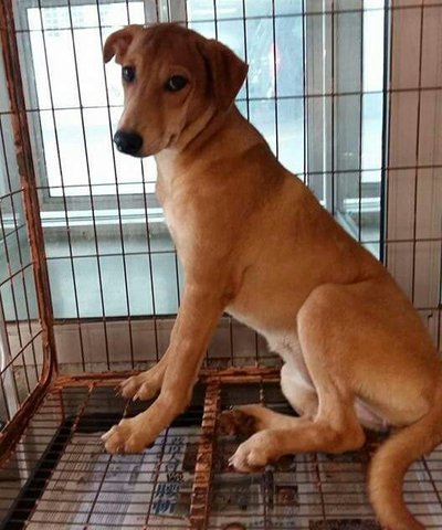 Golden And Ginger - Labrador Retriever Mix Dog