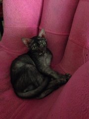 Phoebe - Domestic Short Hair Cat