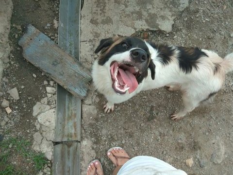 Goofy - Mixed Breed Dog