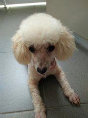 Jojo - Poodle Dog