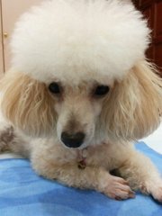 Jojo - Poodle Dog