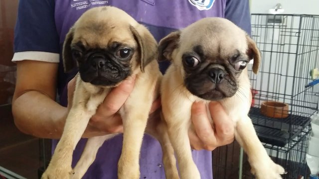 2 Male 1 Female Pug Puppies - Pug Dog