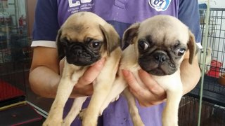 2 Male 1 Female Pug Puppies - Pug Dog