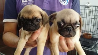 2 Male 1 Female Pug Puppies - Pug Dog