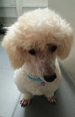 Baby - Poodle Dog