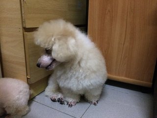 Baby - Poodle Dog