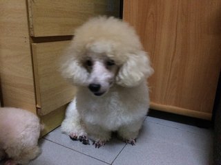 Baby - Poodle Dog