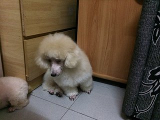 Baby - Poodle Dog