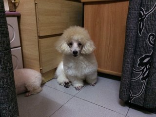 Baby - Poodle Dog