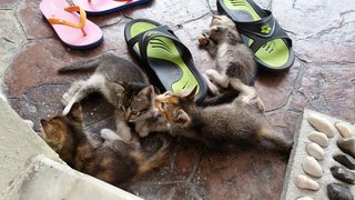 5 kitties