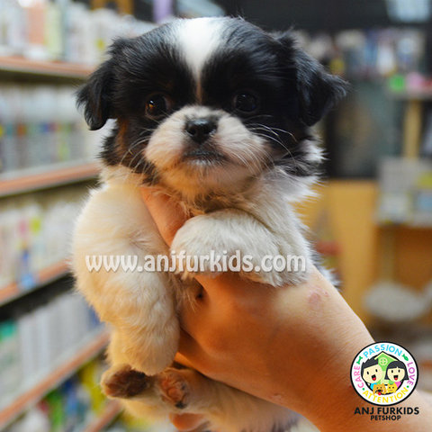 Adorable Male Japanese Chin Puppy - Japanese Chin Dog