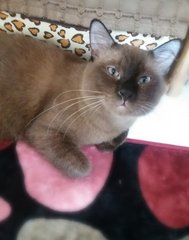 Boboy - Tonkinese + Burmese Cat