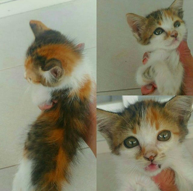 Tiny - Calico Cat