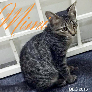 Mimi - Domestic Short Hair Cat