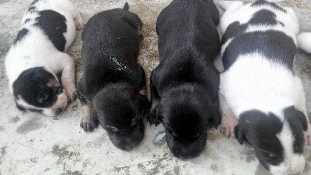 Lucky + 4 Fluffy Pups - Mixed Breed Dog