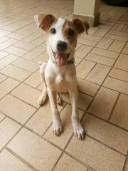 Whiteyy - Mixed Breed Dog