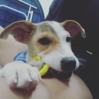 Whiteyy - Mixed Breed Dog